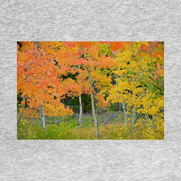 Colorado Aspens Bejeweled by bobmeyers